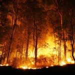 Incêndios Florestais e seus danos