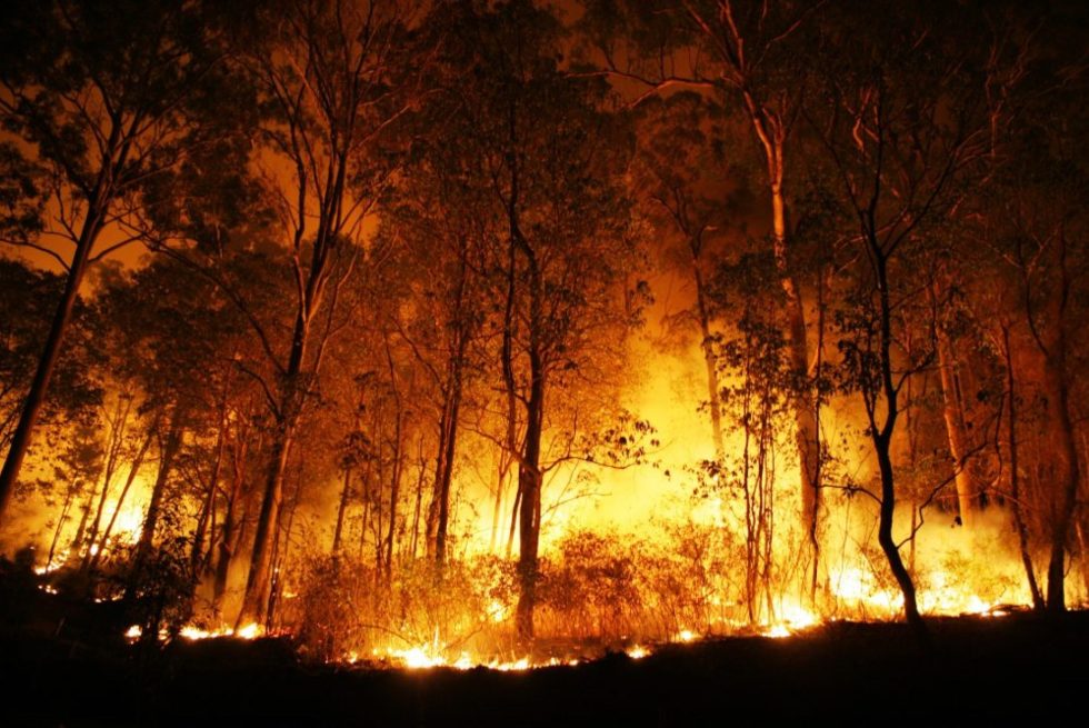 Incêndios Florestais e seus danos