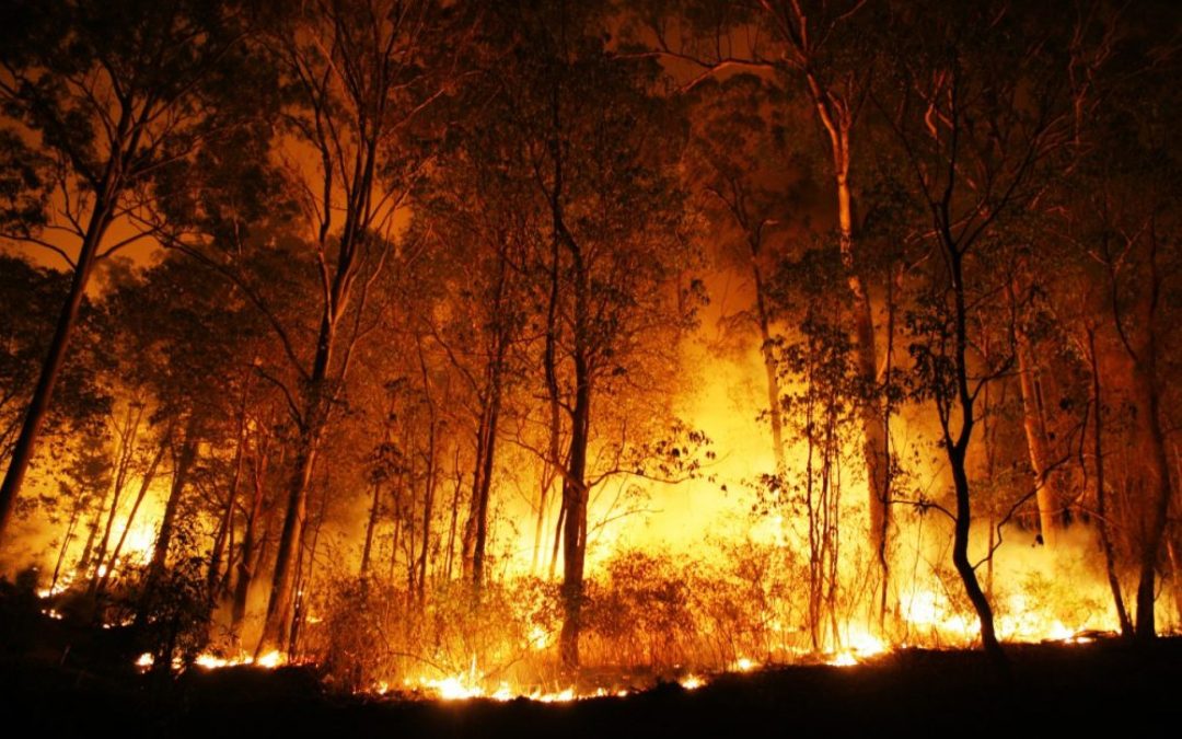 Incêndios Florestais e seus danos